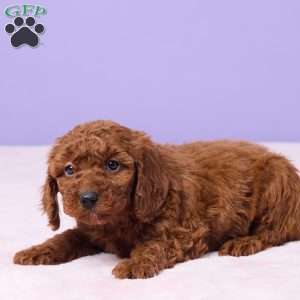Maggie, Miniature Poodle Puppy